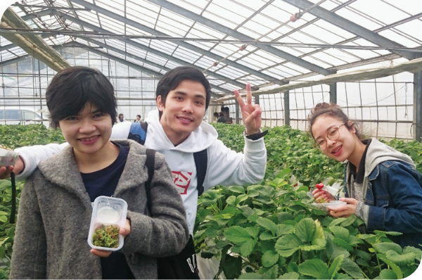 Strawberry picking